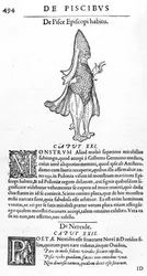 Monstruo marino, ilustración de 